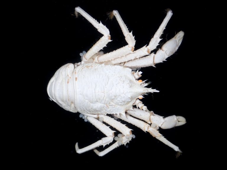 On The Underside Of A White Squat Lobster, An Infestion Is Very Apparent.