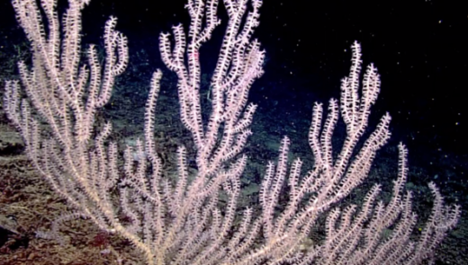 Bamboo corals on the Hawaiian Ridge can be two to three meters high.