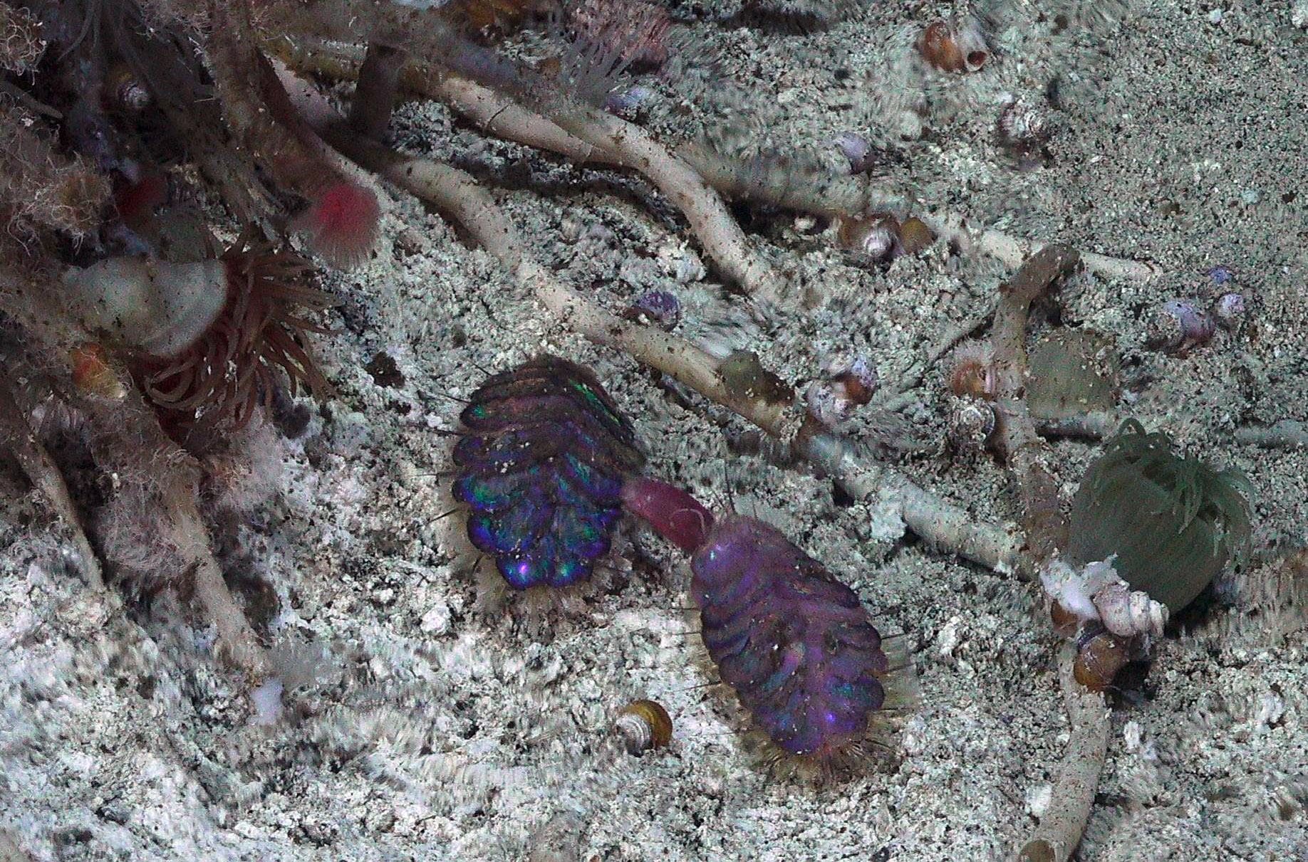 Watching Worms Do Wormy Things Schmidt Ocean Institute