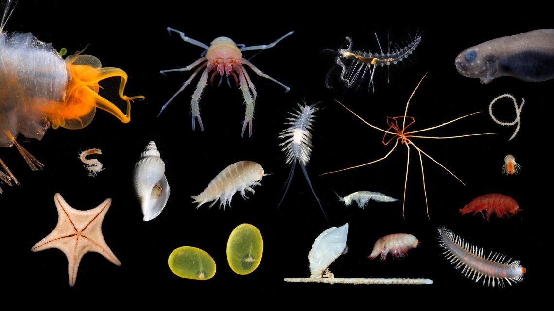 New Species Discovered During Exploration of Abyssal Deep-Sea Canyons ...