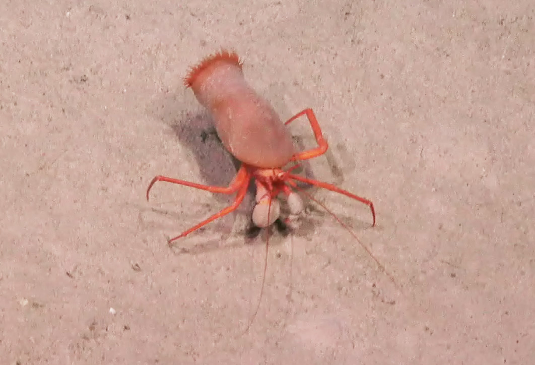 A little hermit crab covered by a sponge instead of a shell. A cool little  symbiotic relationship that benefits both. Sponge has an odor that keeps  predators away, and since the hermit