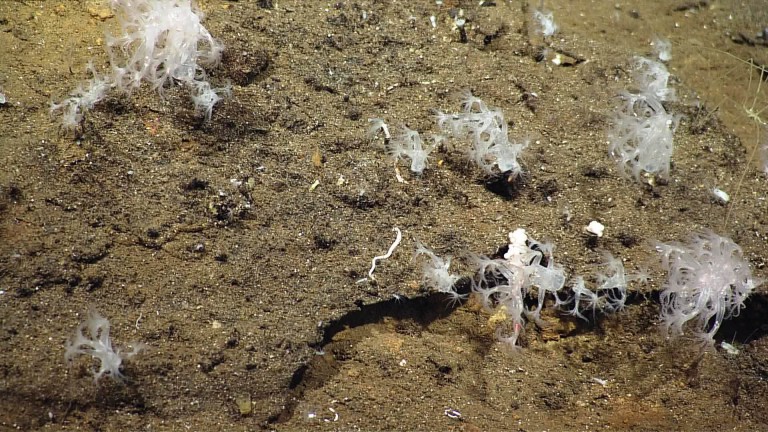  The small octocoral never before seen in what we call a “peripheral vent environment.”