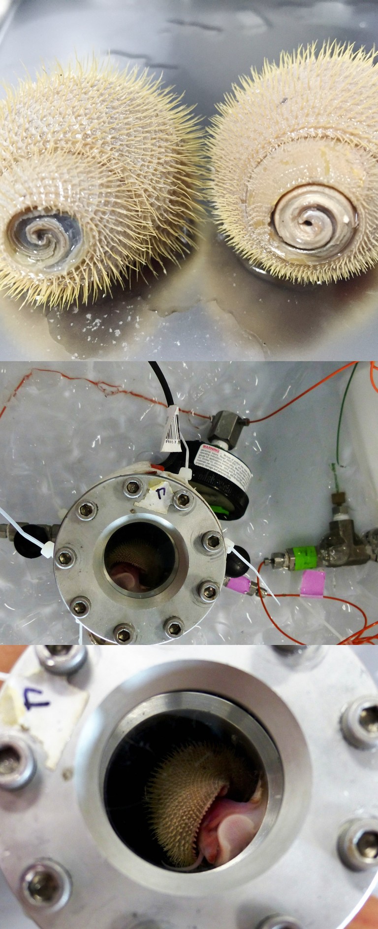 A collected vent animal (Alviniconcha snail) and the pressurized vessel used to mimic its deep-sea homes.