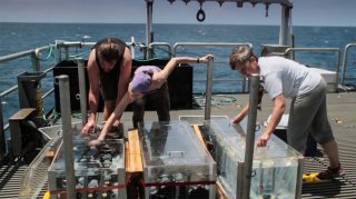 Melvin, Sarah and Maren deposit water samples inside the incubators