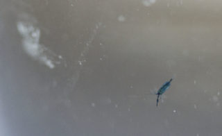 The blue copepods found in the sea surface microlayer samples collected by the remotely operated catamaran are so big they can be seen with the naked eye. Copepods are small crustaceans, zooplankton.