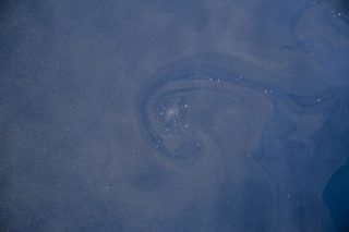 Trichodesmium blooms were visible on the surface just off the coast of Australia, the scientists were able to learn that the phytoplankton was actually on the microlayer.