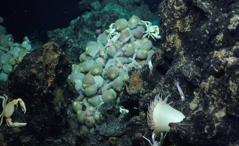 This low temperature vent supports, crabs, snails, shrimp and an anenome.