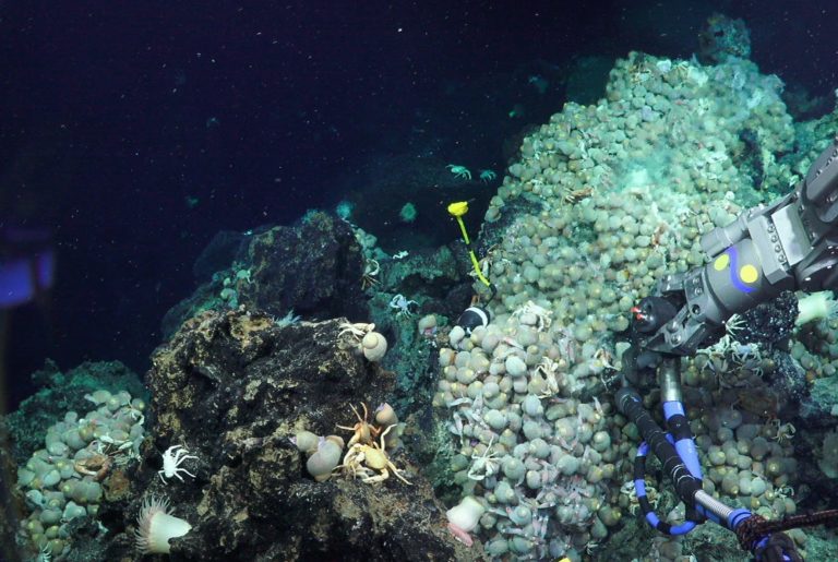 ROV SuBastian uses a fluid sampler to assess the vent, as a black and white 'robo snail' measures the temperatures supporting this large group of [non-robo] snails.