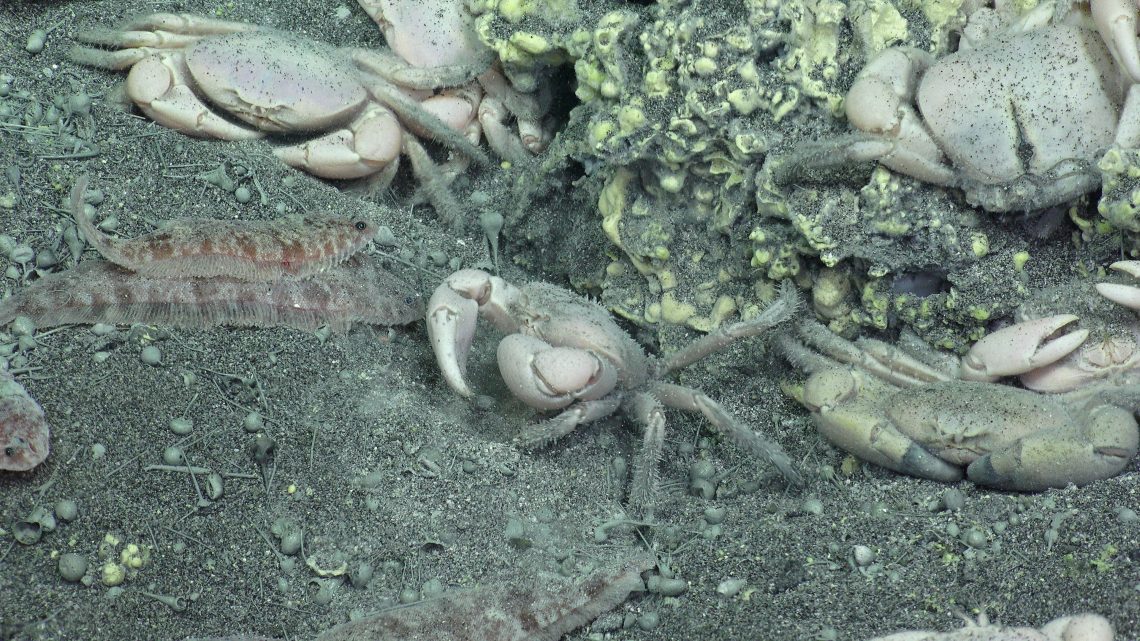 Crabs & flatfish hang out next to an underwater volcano. We're studying how they interact together in this unusual ecosystem. 