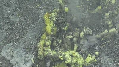 Some sulfur gets spat out in little coloured blobs, and slowly builds miniature chimneys. You can see the blobs flowing from the bottom of the chimney up to the top.