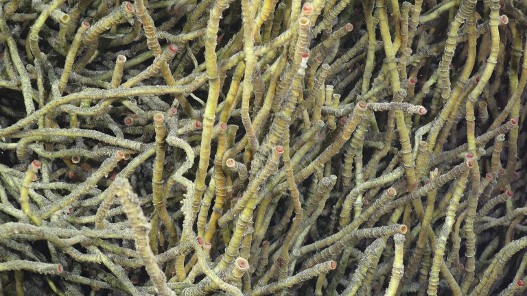 This species of tubeworm can live for hundreds of years, and at Daikoku they seem to be taking advantage of the dense plume coming out of the summit crater.