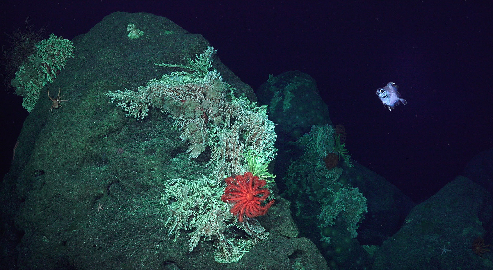 DeepSea Exploration Gives New Insight and Discoveries in Largest and