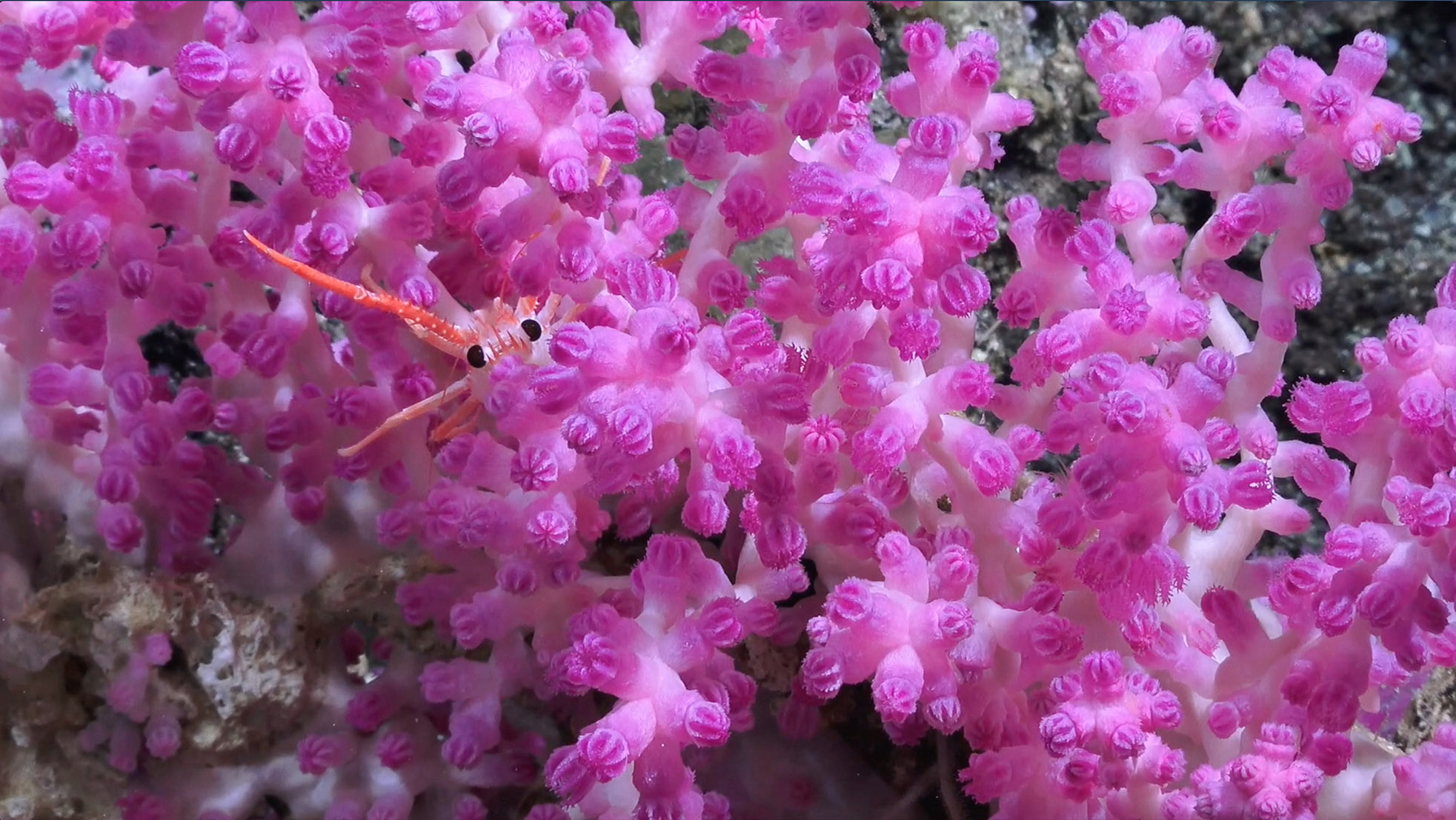 Discovering Deep Sea Corals of the Phoenix Islands - Schmidt Ocean