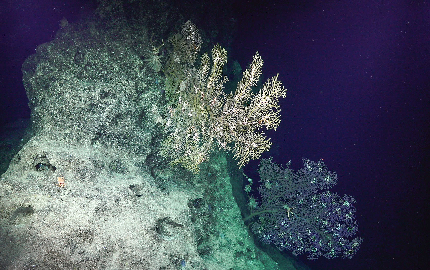 Discovering Deep Sea Corals of the Phoenix Islands - Schmidt Ocean ...