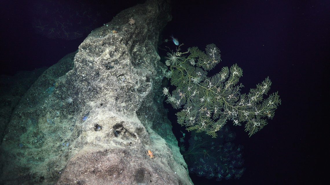 Coral Associates of the Phoenix Islands Protected Area - Schmidt Ocean ...