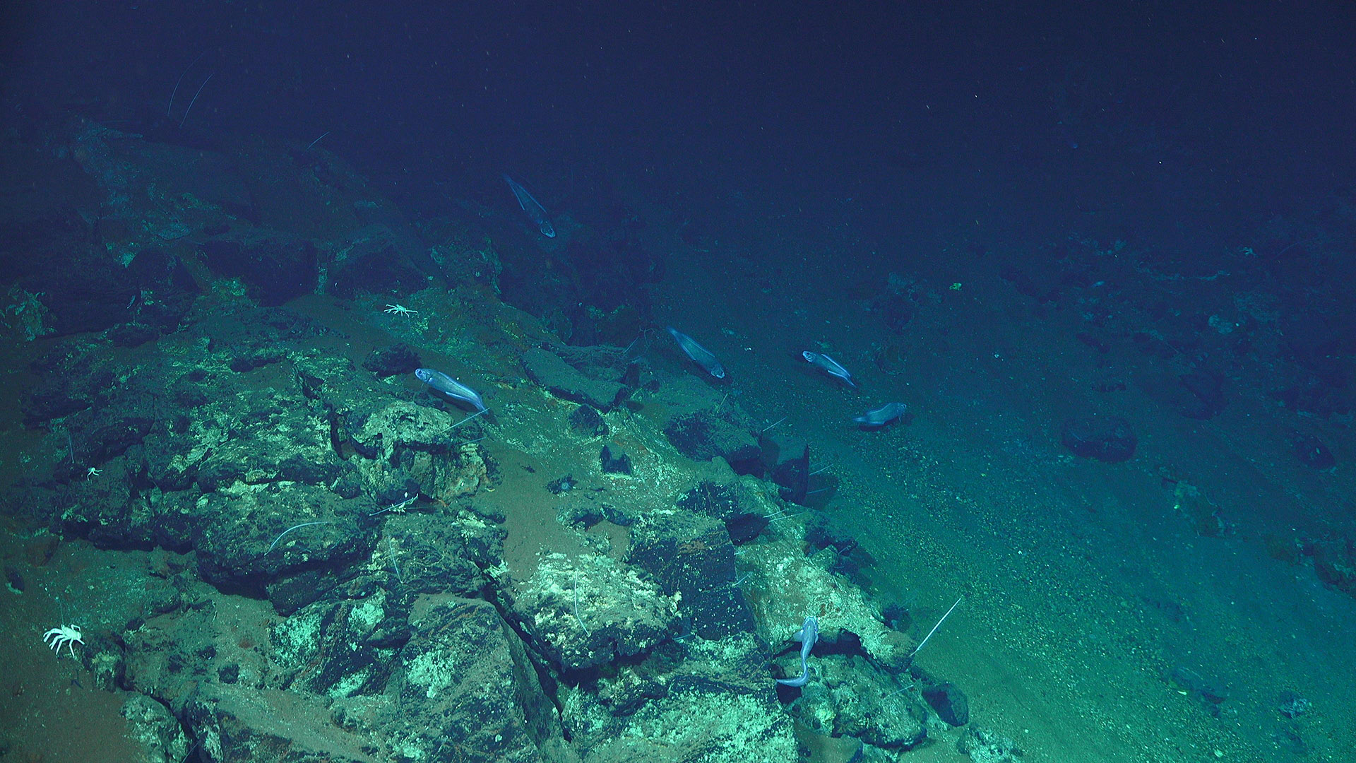 Underwater Fire - Studying the Submarine Volcanoes of Tonga - Schmidt ...