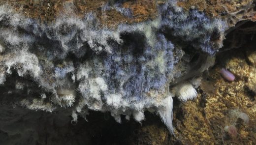 A microbial mat (a multi-layered sheet of microorganisms, mainly bacteria and archaea) on a hydrothermal vent in Gulf of California.