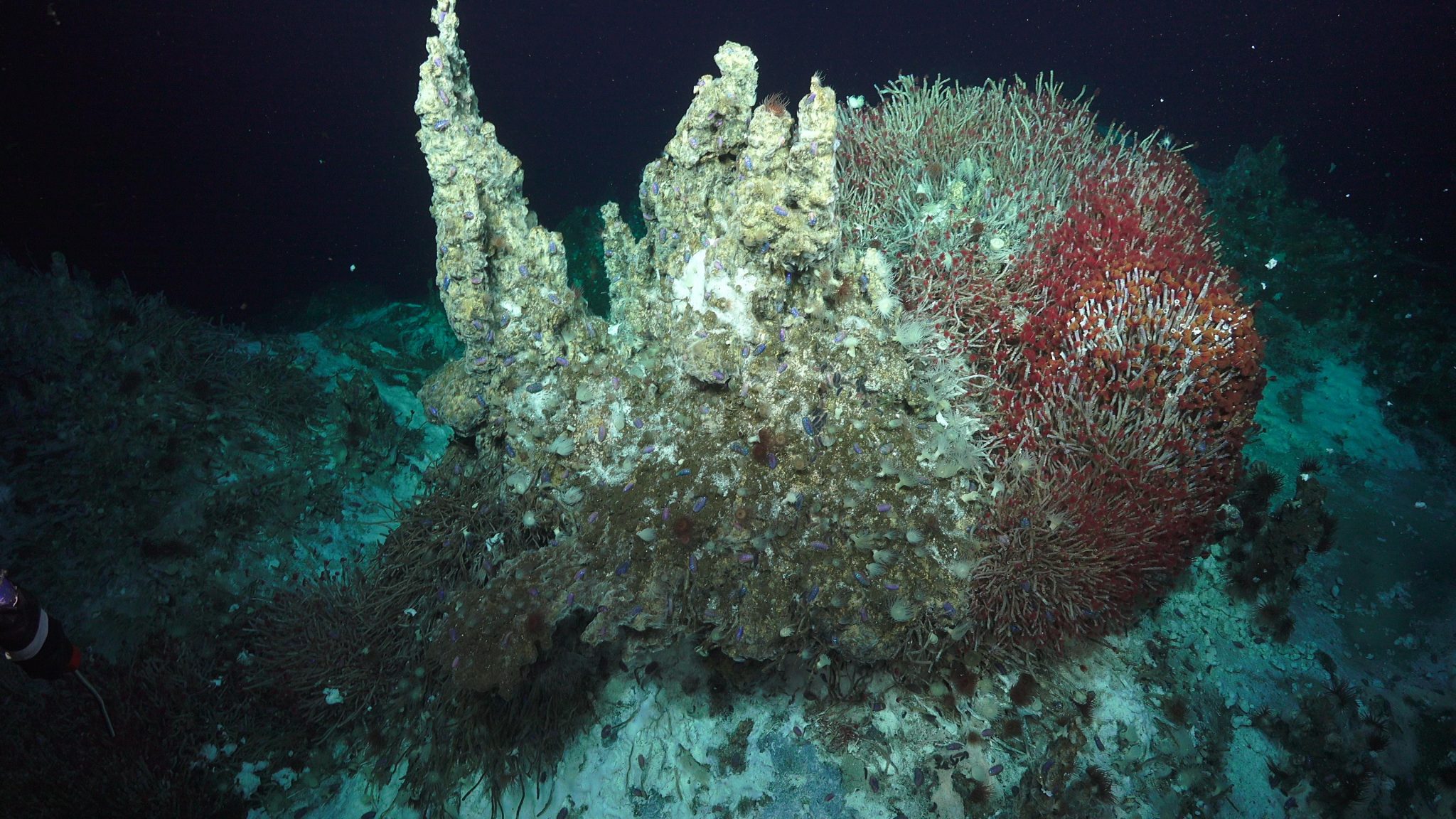 Understanding Life through Hydrothermal Vents - Schmidt Ocean Institute