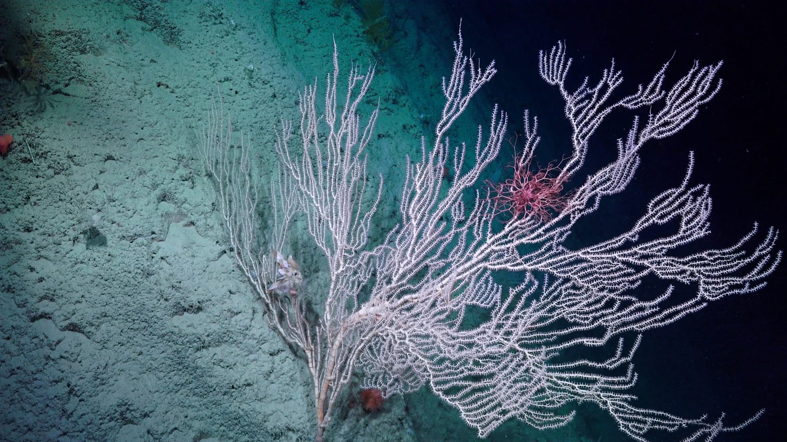 Live from R/V Falkor (too) - Schmidt Ocean Institute