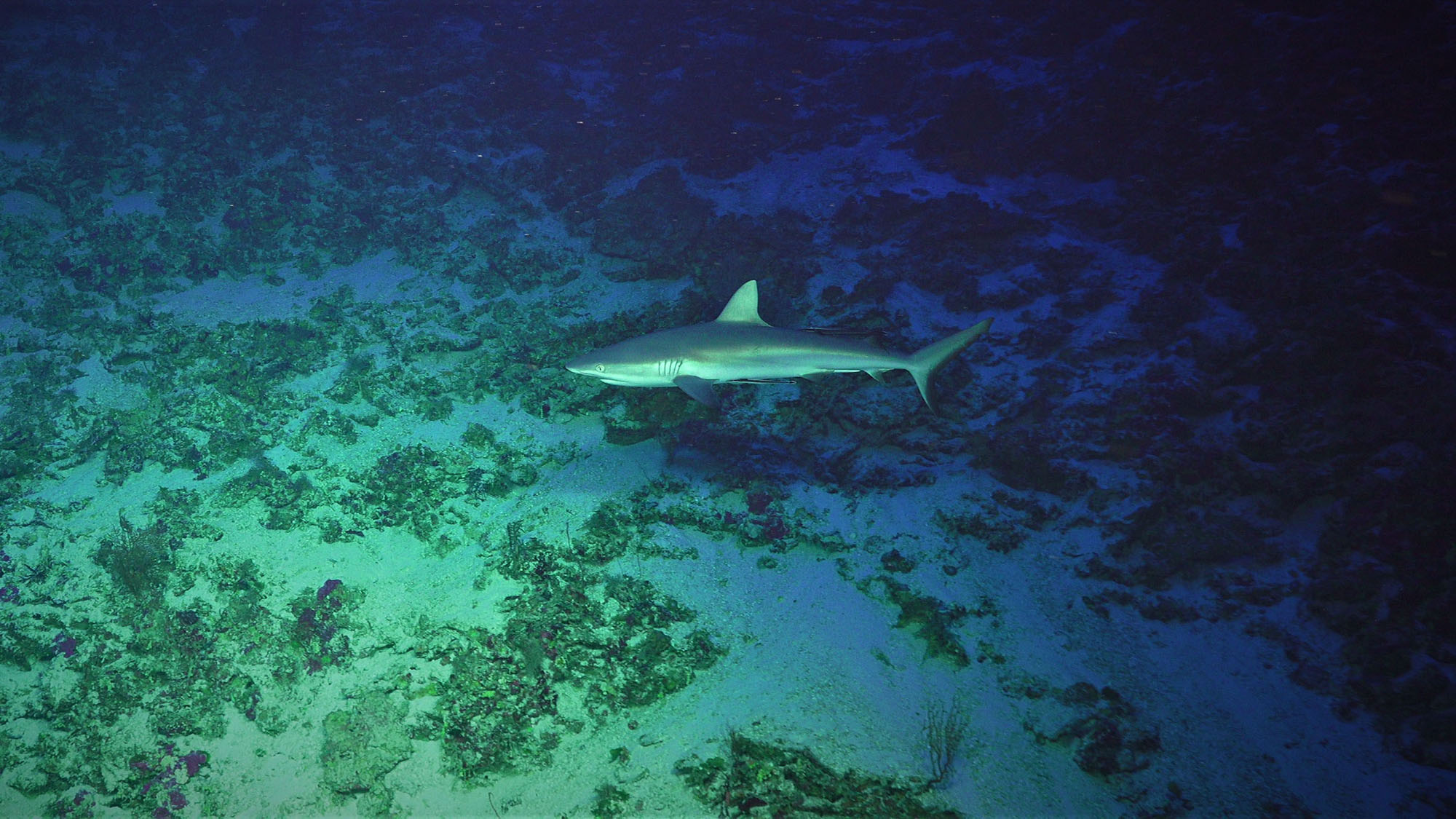 Seamounts, Canyons & Reefs of the Coral Sea - Schmidt Ocean Institute