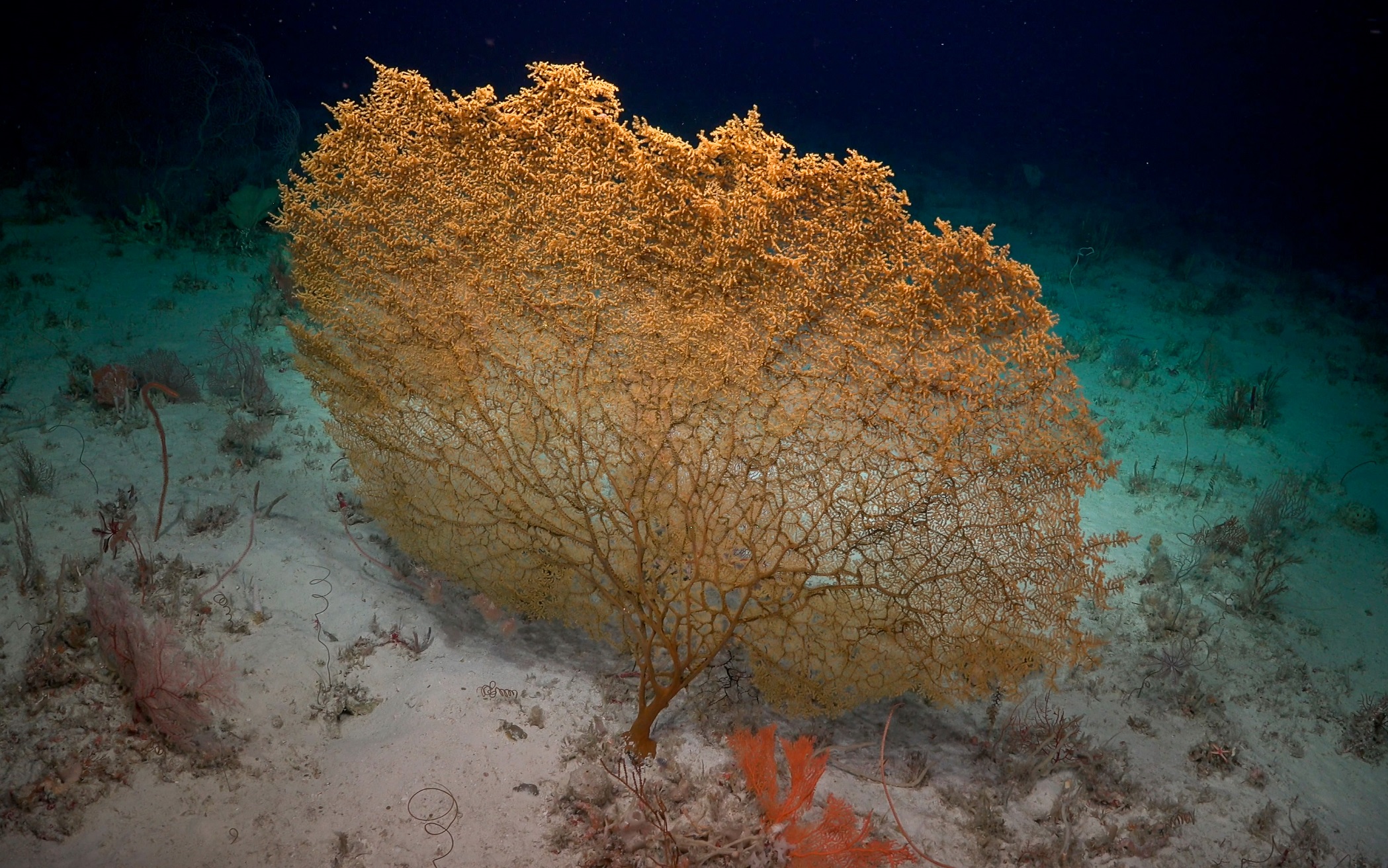 Isidae The Opportunity of a Lifetime - Schmidt Ocean Institute