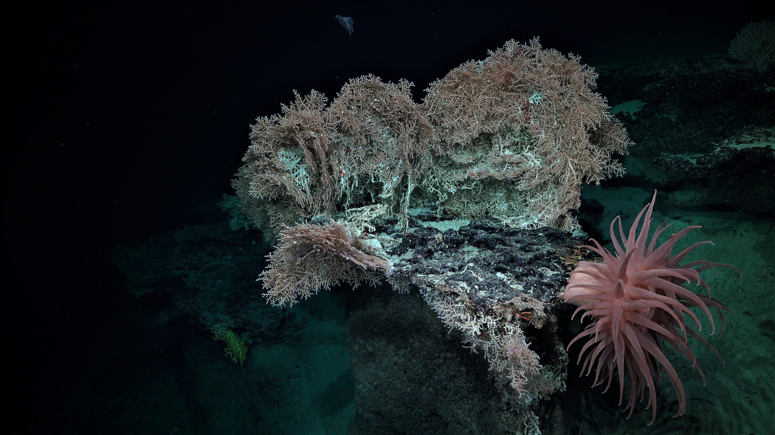 Illuminating Coral Environments from Shallow to Deep