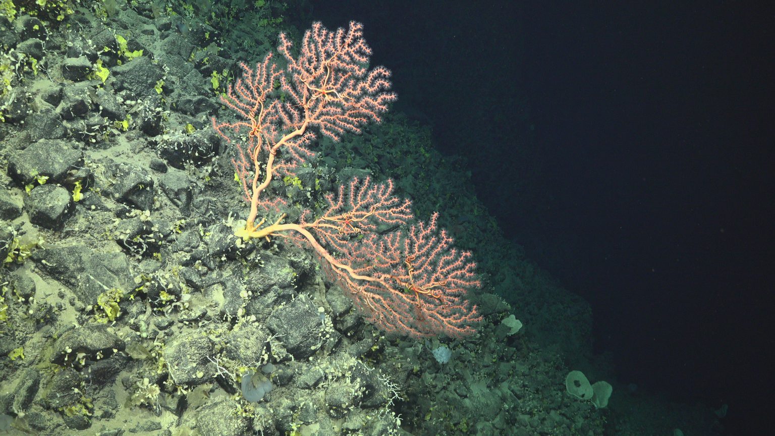 Schmidt Ocean Institute 2026 Expeditions - Schmidt Ocean Institute