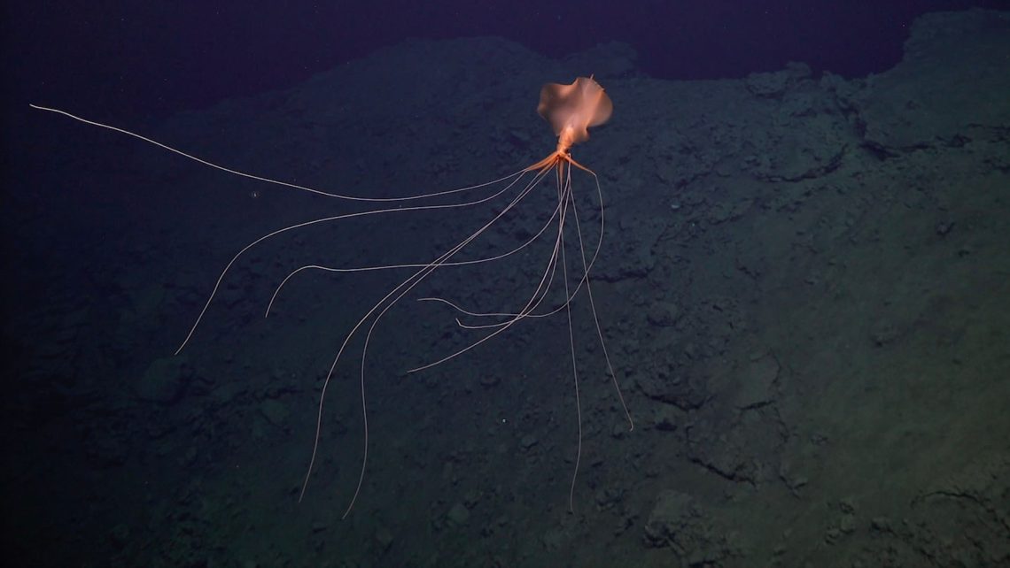 Scientists Discover Three New Hydrothermal Vent Fields On Mid-atlantic 