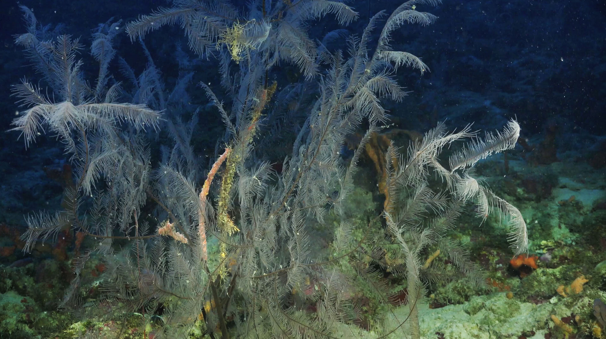 Coral Reefs - Our Ocean's Bastions - Schmidt Ocean Institute