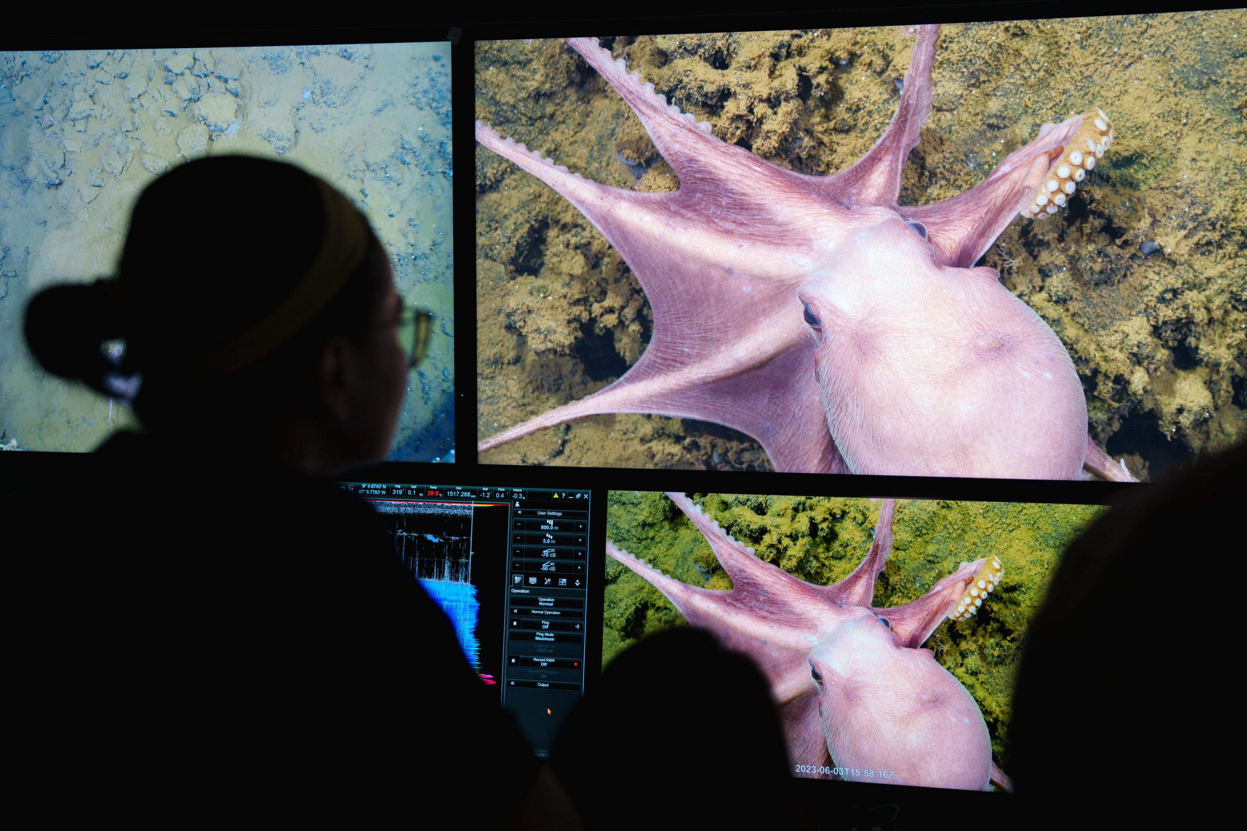 Two Rov Dives ROV Dives - Octopus Odyssey - Schmidt Ocean Institute