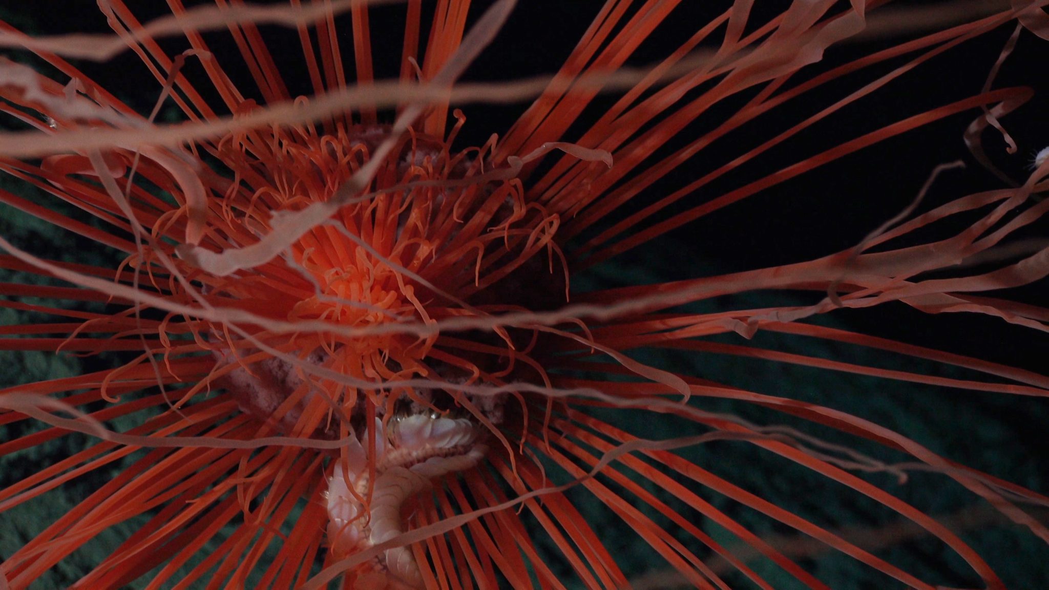 Unexplored Seamounts Of The Salas Y Gómez Ridge - Schmidt Ocean Institute