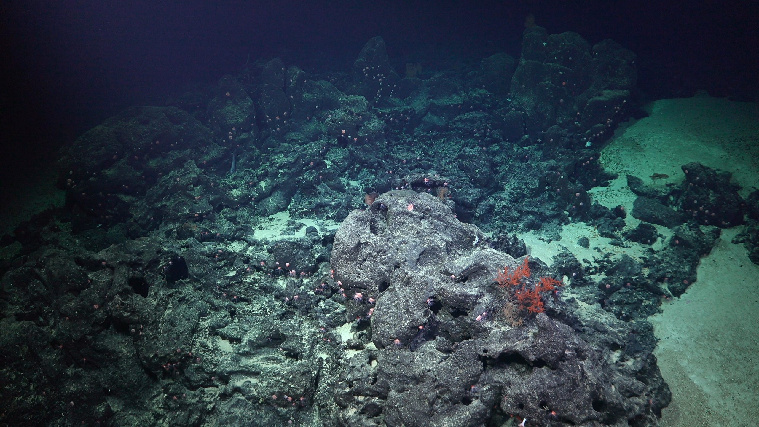 Unexplored Seamounts of the Salas y Gómez Ridge - Schmidt Ocean Institute