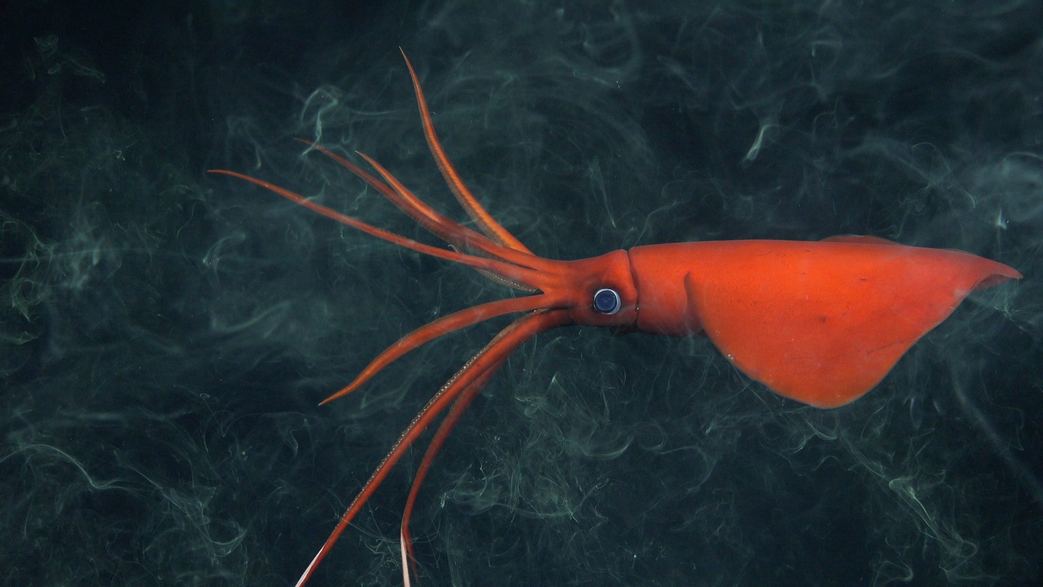 Unexplored Seamounts Of The Salas Y Gómez Ridge - Schmidt Ocean Institute