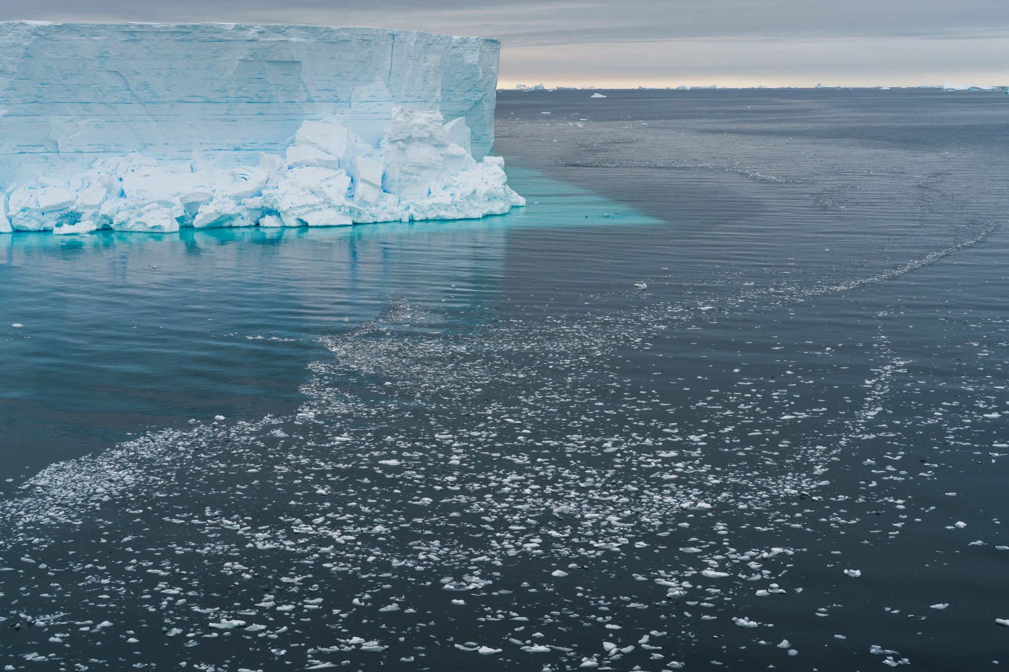 thriving-antarctic-ecosystems-found-in-wake-of-recently-detached