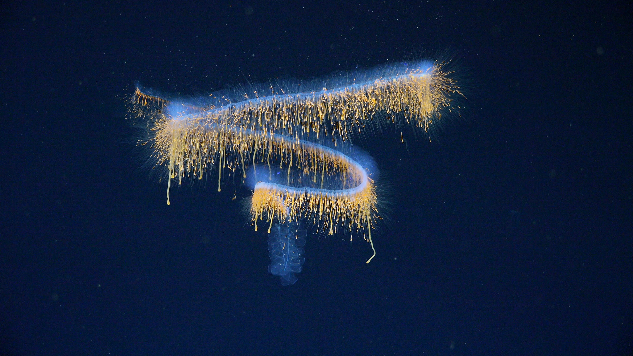 schmidtocean.org - Logan Mock-Bunting - 31 New Species Discovered in Two Weeks of Deep Sea Exploration