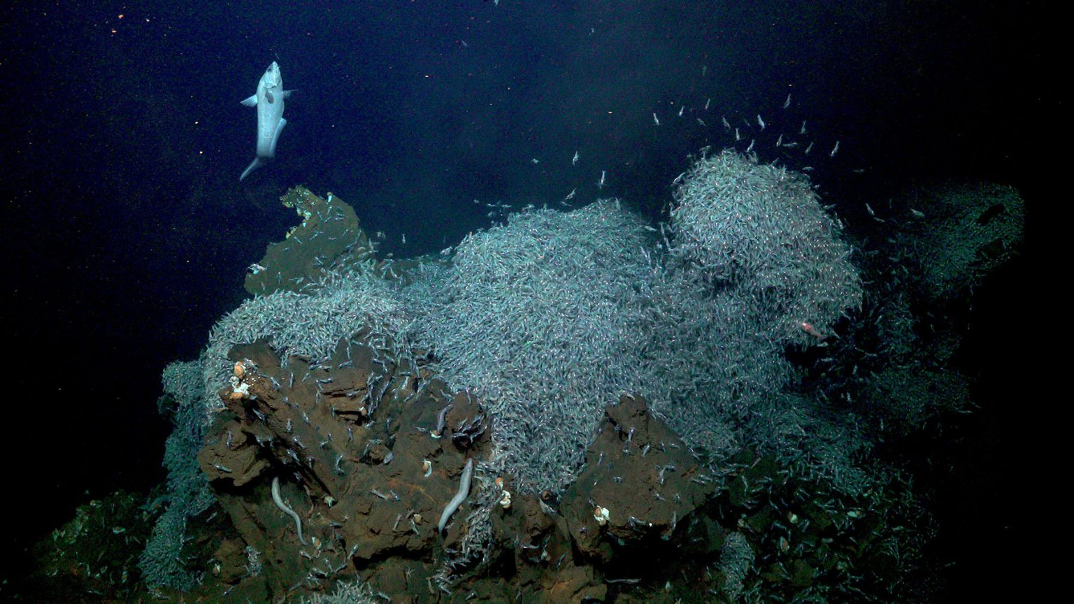 Biology of Deep-Sea Hydrothermal Vents - Schmidt Ocean Institute