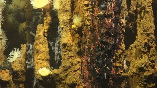 Biology of Deep-Sea Hydrothermal Vents - Schmidt Ocean Institute