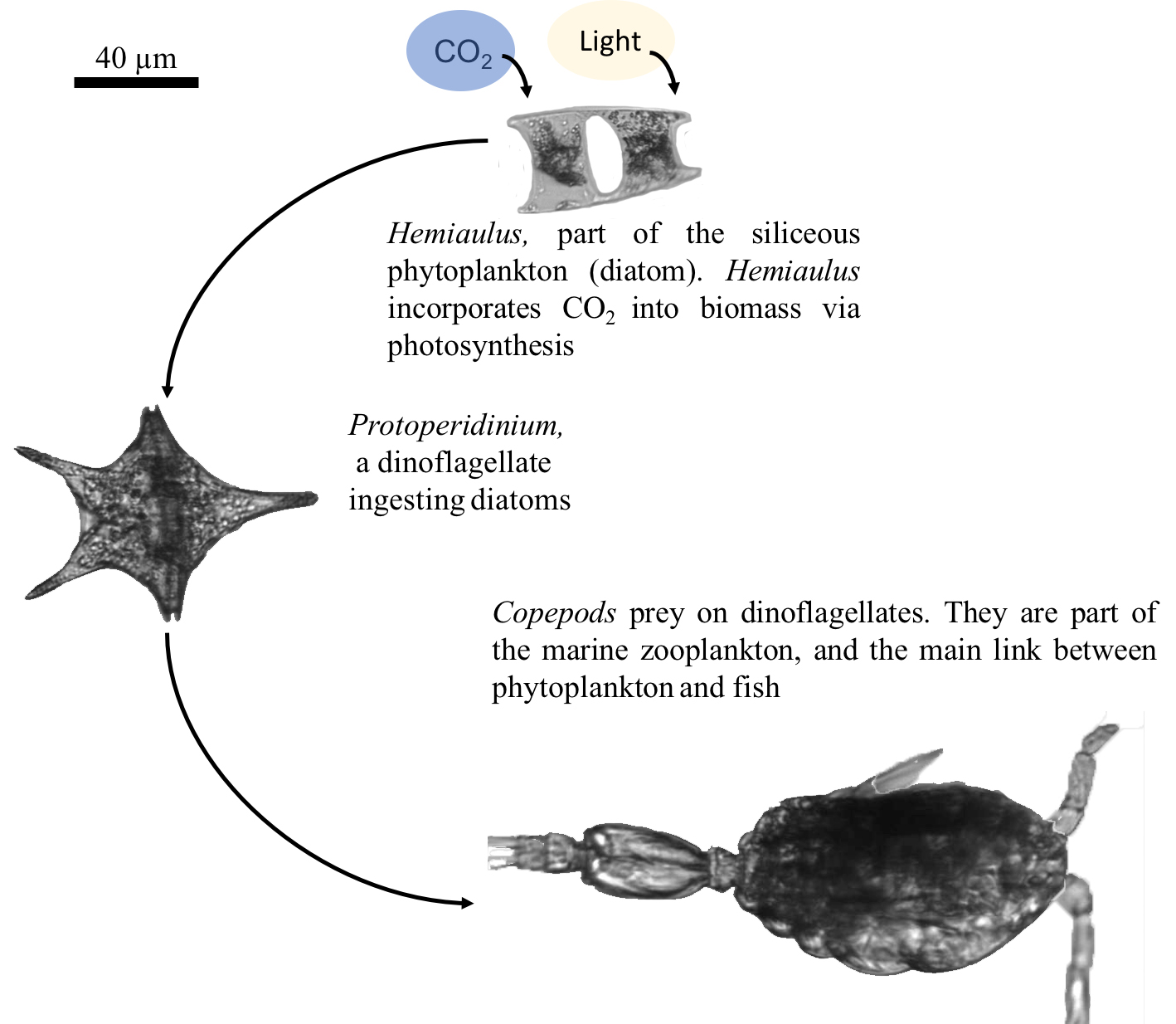 Фитопланктон образован