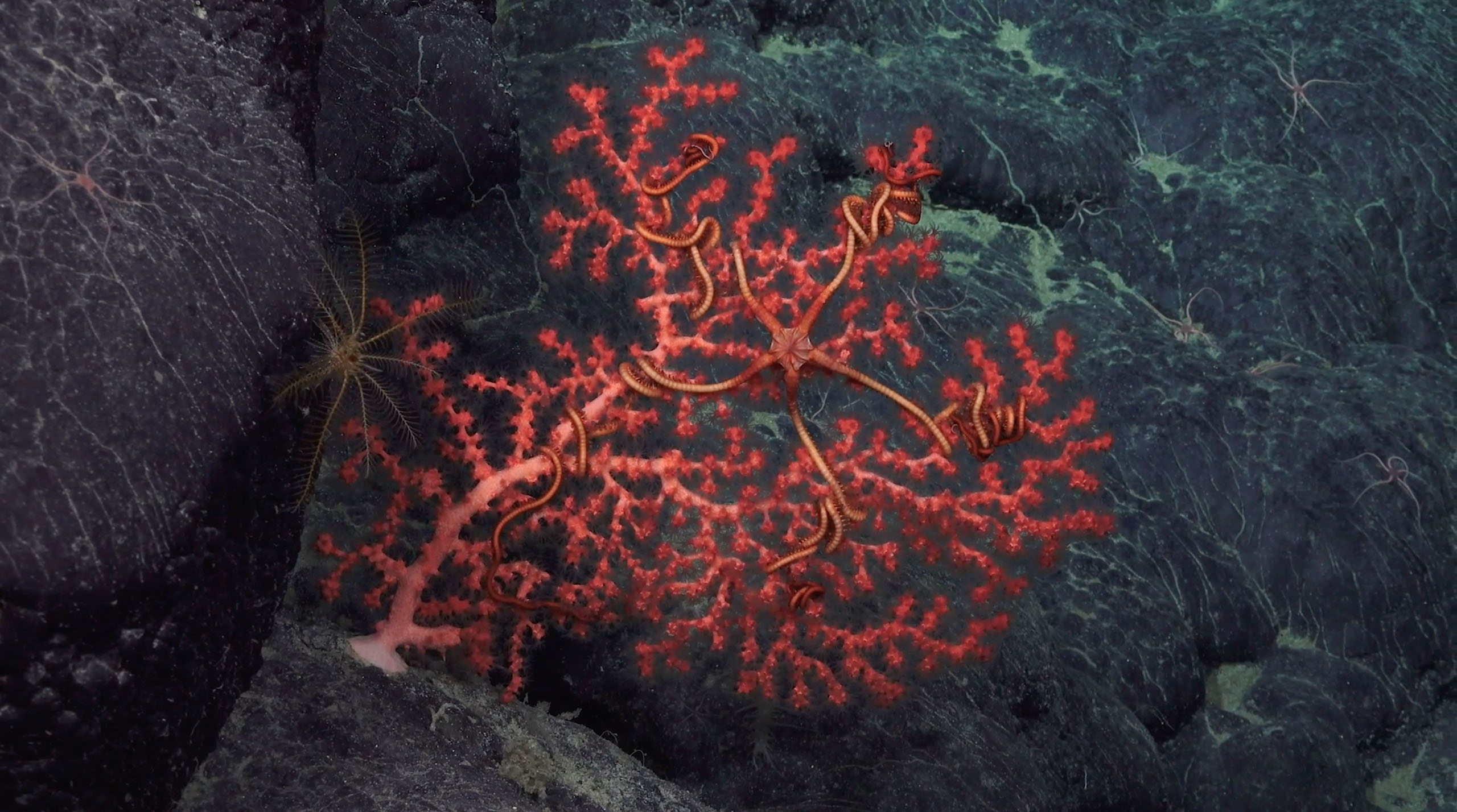 Week 03 Update - Deep Coral Diversity at Emperor Seamounts - Schmidt ...