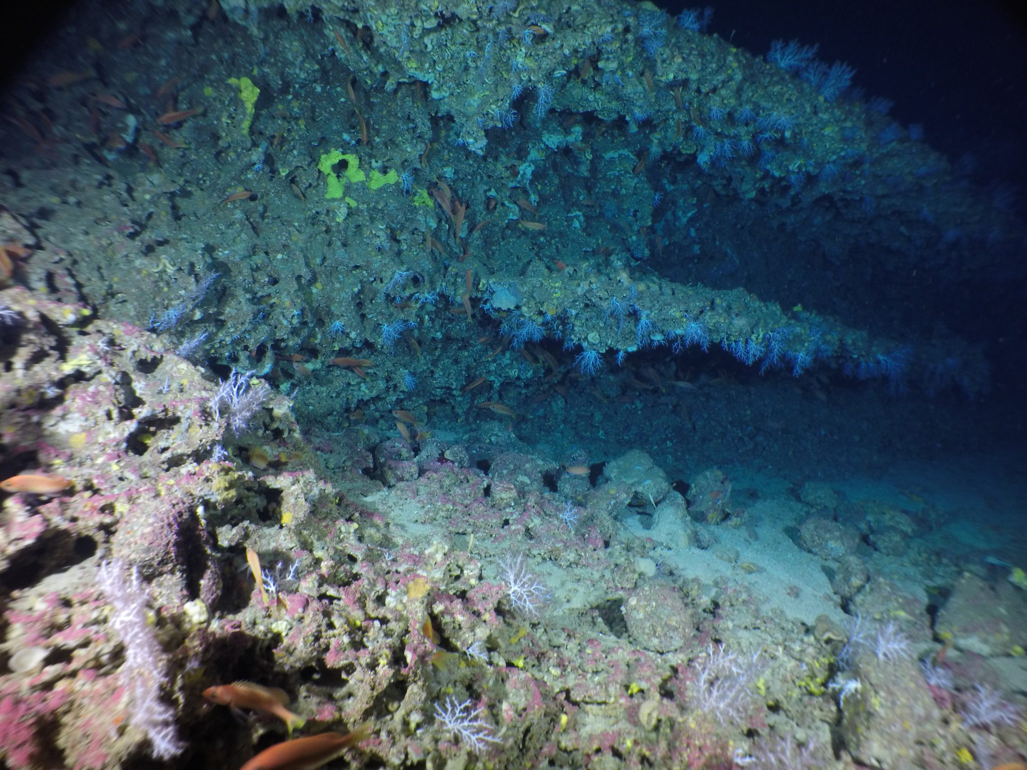 Vertical Reefs of the Galápagos - Schmidt Ocean Institute