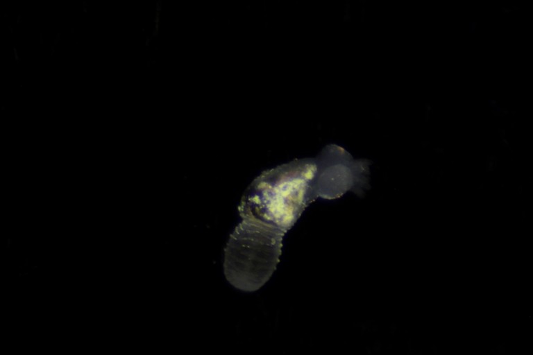 The little tubeworm (Oasia sp.) from the West Pacific (specimen for the Vent Life expedition).