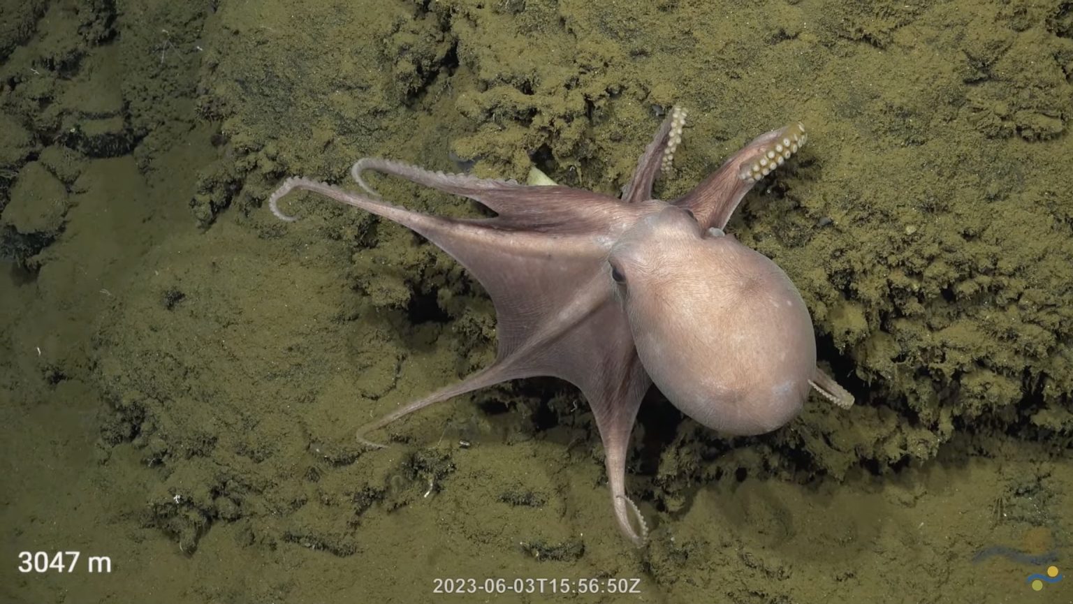 Discovering New Species and Exploring Deep-sea Microbiomes - Schmidt ...