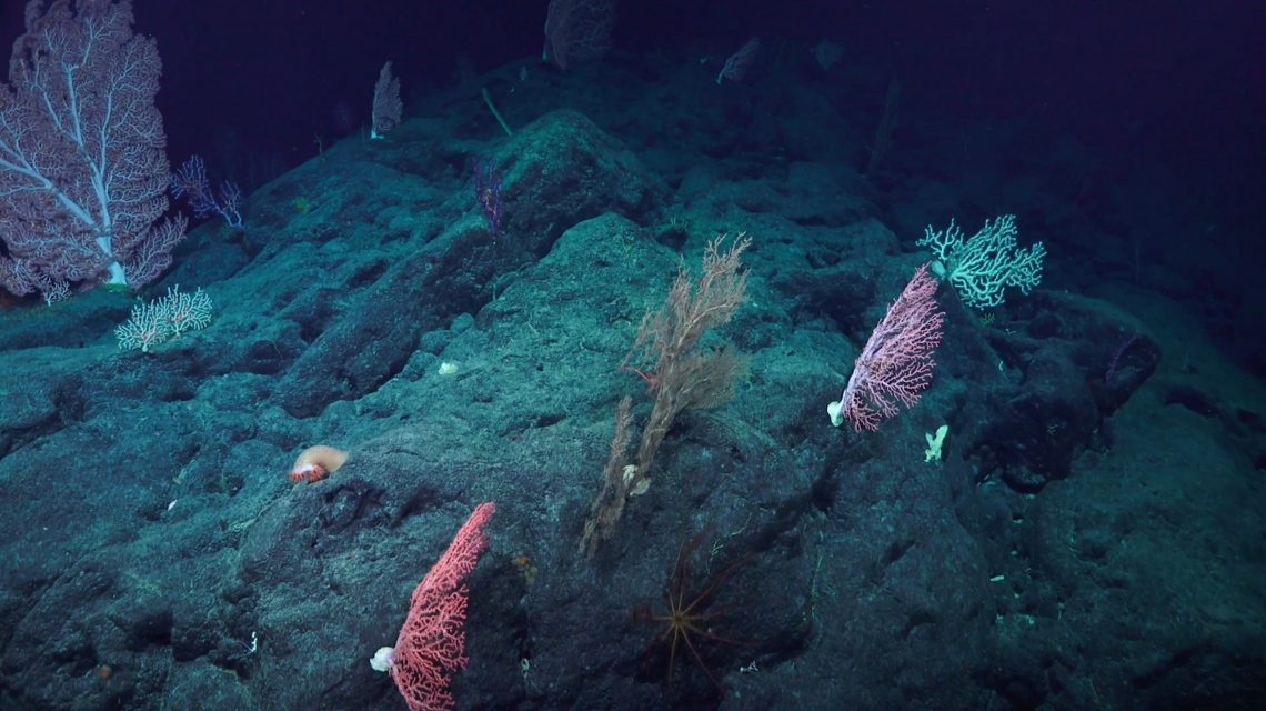 Papahānaumokuākea Marine National Monument - Video - Schmidt Ocean ...