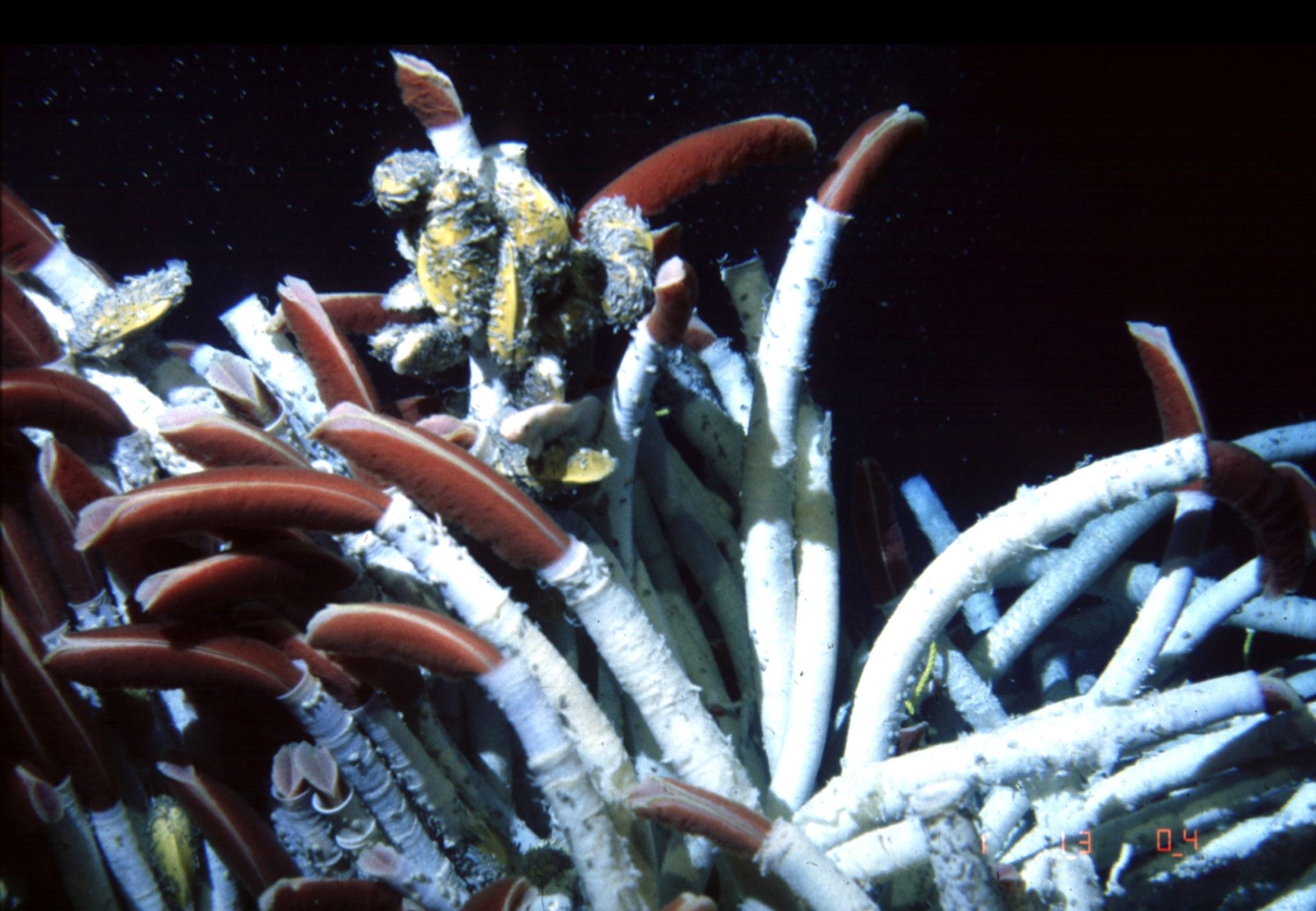 Giant Worms on a Very Special Volcano - Schmidt Ocean Institute
