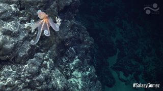 Octopus Moving Along Underwater Mountain Off The Coast Of Chile.