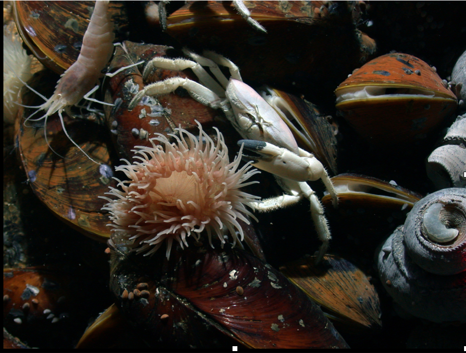 hydrothermal vent clams