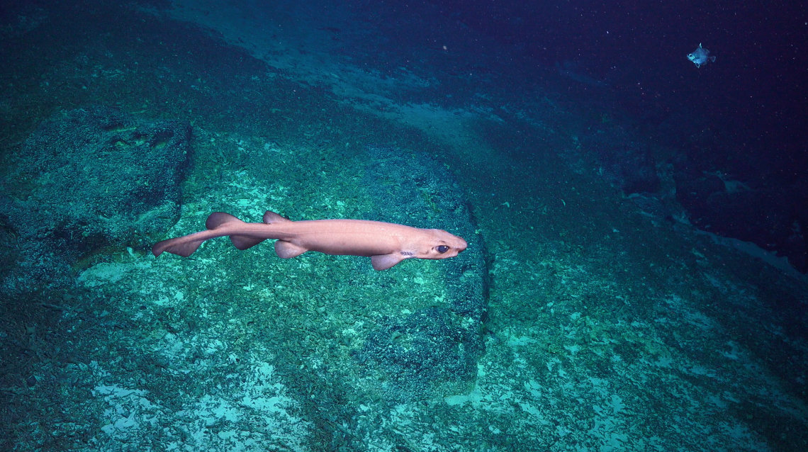 Deep Sea Fish of PIPA - Schmidt Ocean Institute