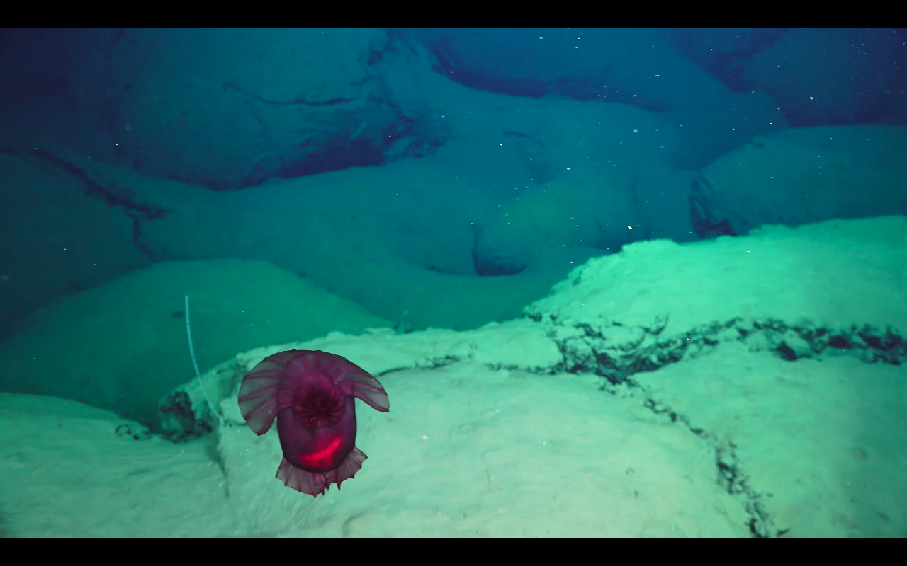 4K Highlights Biology Underwater Fire Schmidt Ocean Institute