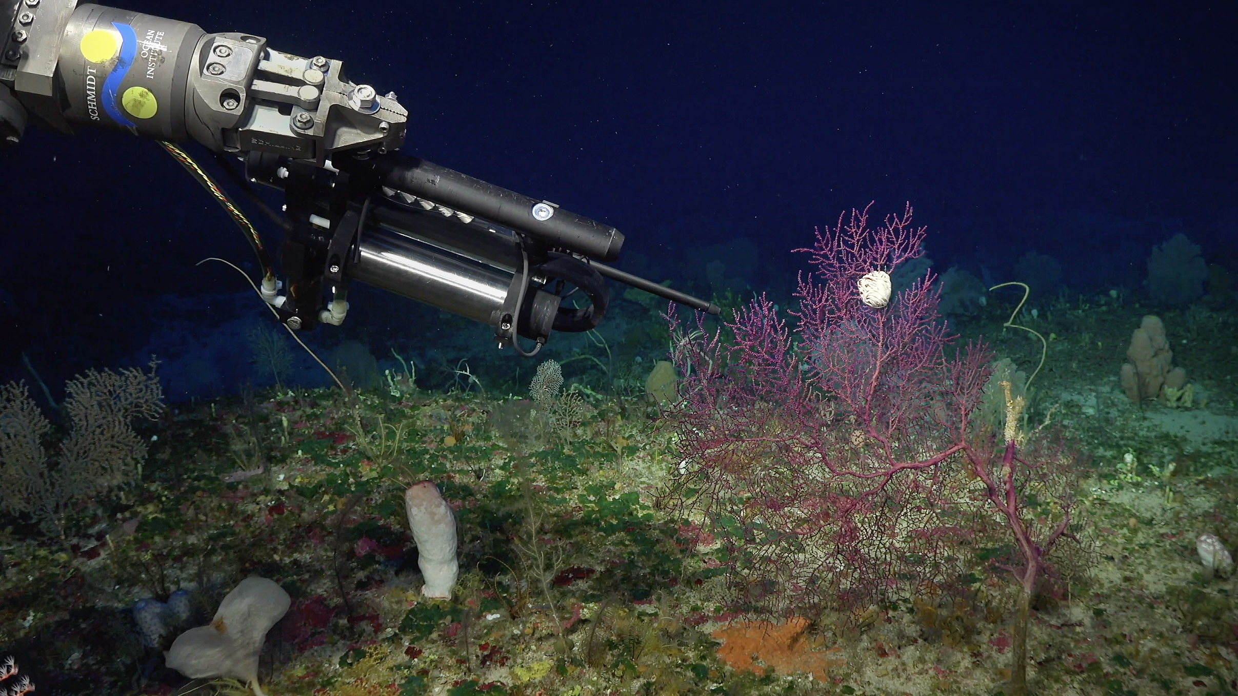 Coral Reefs - Our Ocean's Bastions - Schmidt Ocean Institute