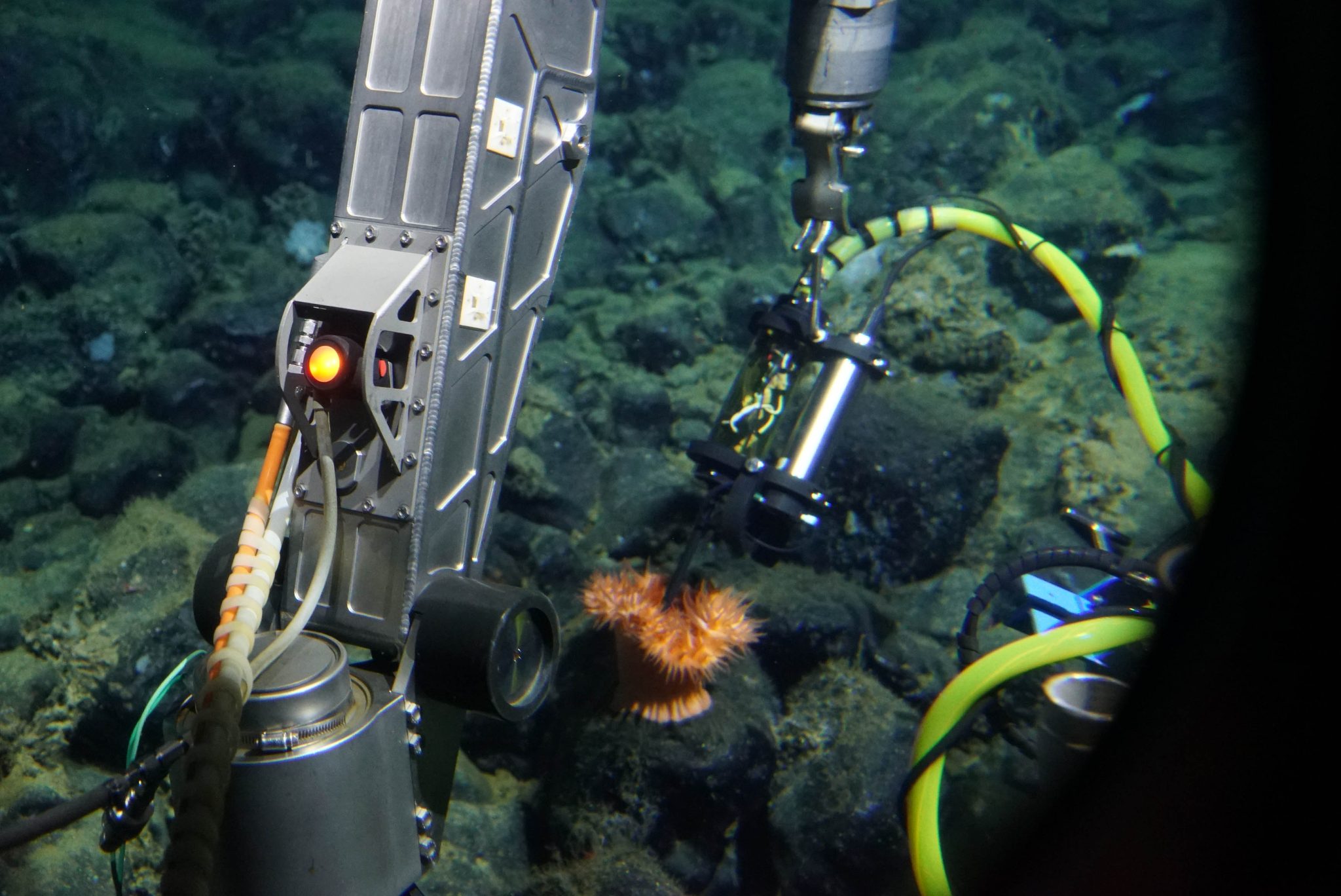 Health Diagnostics of Deep-Sea Coral - Schmidt Ocean Institute